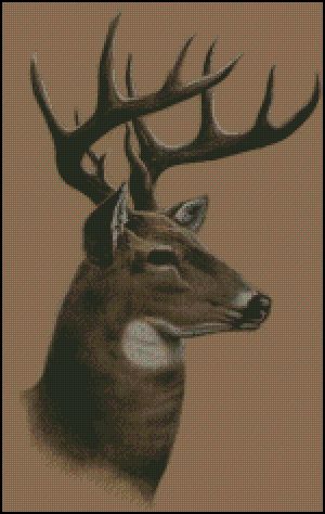 Whitetail Buck Deer Profile
